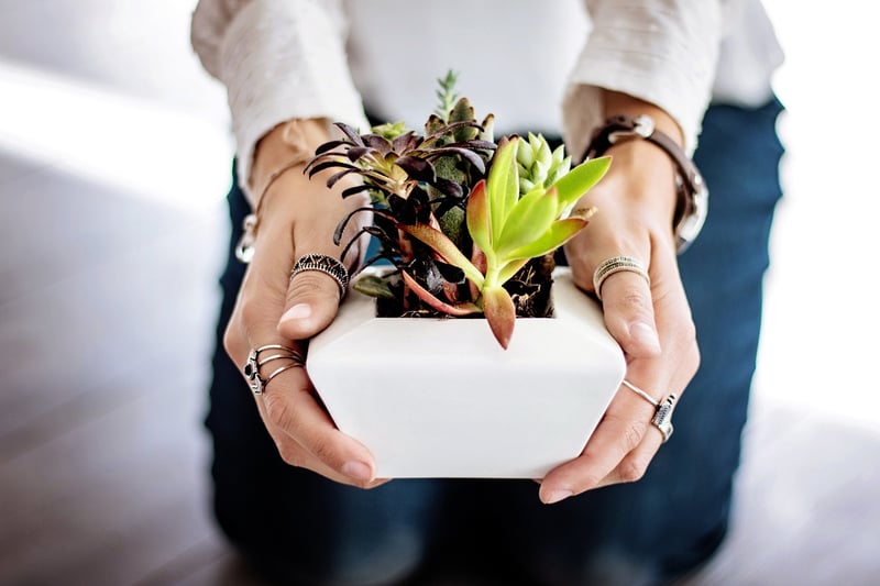 Indoor plant decor