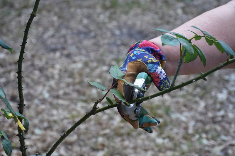 Pruning guidance