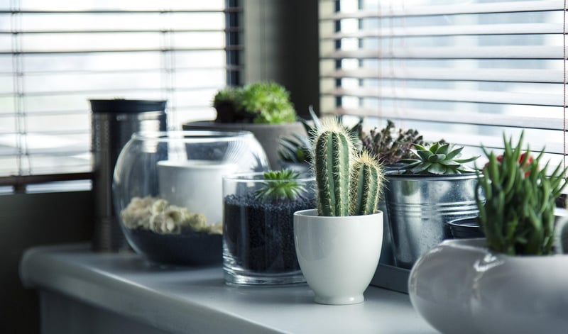 Indoor Plant Stands